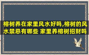 榕树养在家里风水好吗,榕树的风水禁忌有哪些 家里养榕树招财吗